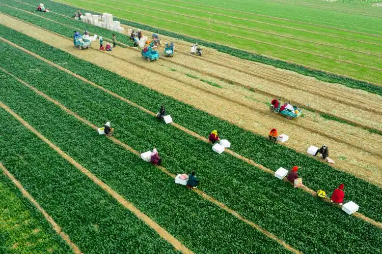 淄博市高青县乡村打造升级版田间菜市场