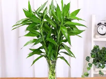 发财竹叶子黄了该怎么处理?