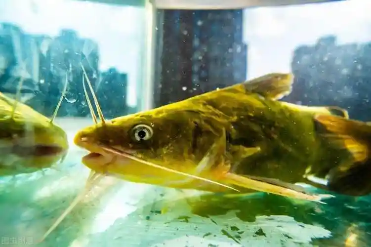 黄颡鱼俗称盎斯鱼,嘎鱼,嘎牙子,黄姑,黄腊丁,黄鳍鱼等.