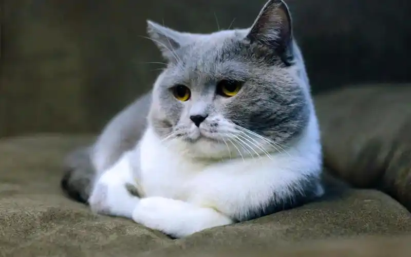 动物分辨率:1920x1200标签:猫图片点击次数:346下载壁纸高清可爱猫咪