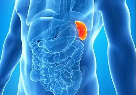 五脏-脾的位置图