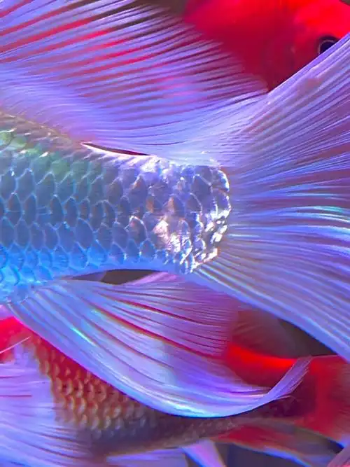 金鱼美得很自由