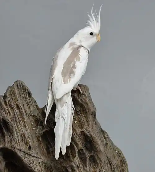 闽笼特色玄凤鹦鹉高端活鸟活物鸟粮鸟笼手养幼鸟活体亲人观赏宠物白脸