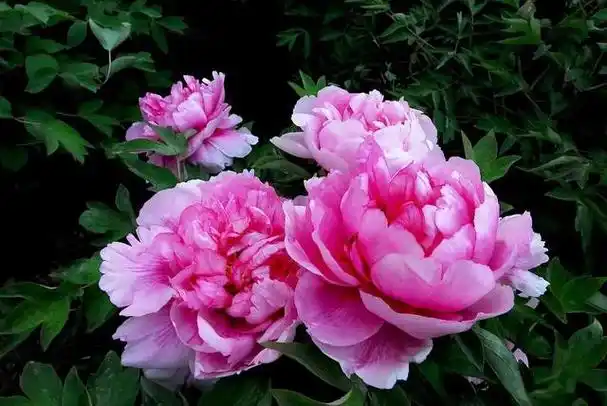 世界顶级牡丹花摄影作品欣赏