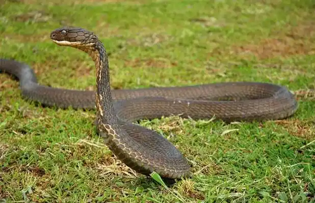 蛇的种类名称及图片大全