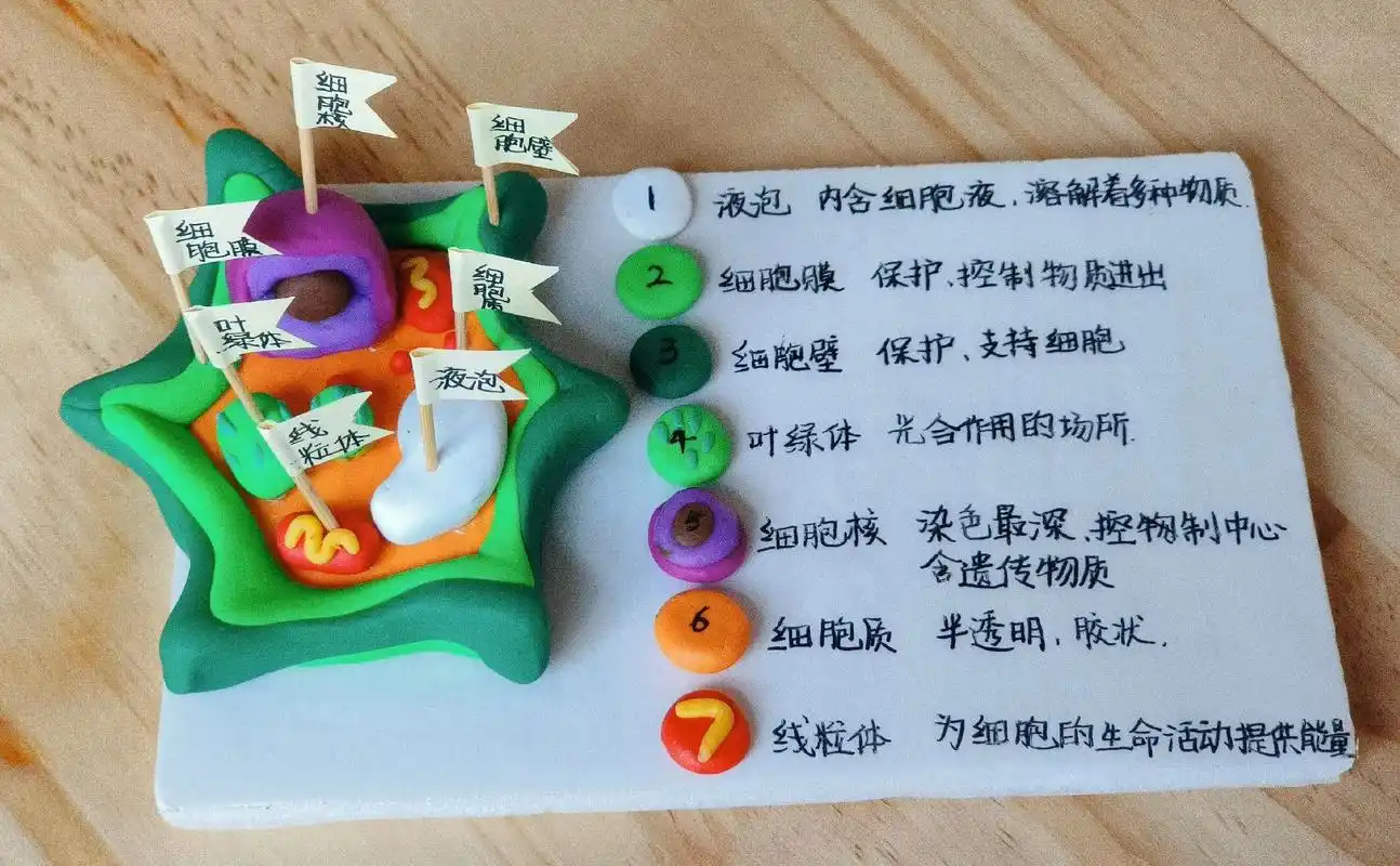 初一生物作业植物细胞模型.交作业啦,简单又好看的#植物细胞模 - 抖音