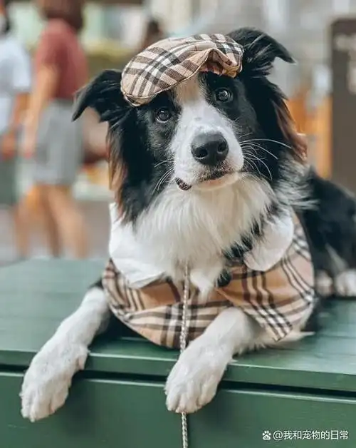 黏人边牧犬与妈妈合照眼神充满着浓浓爱意