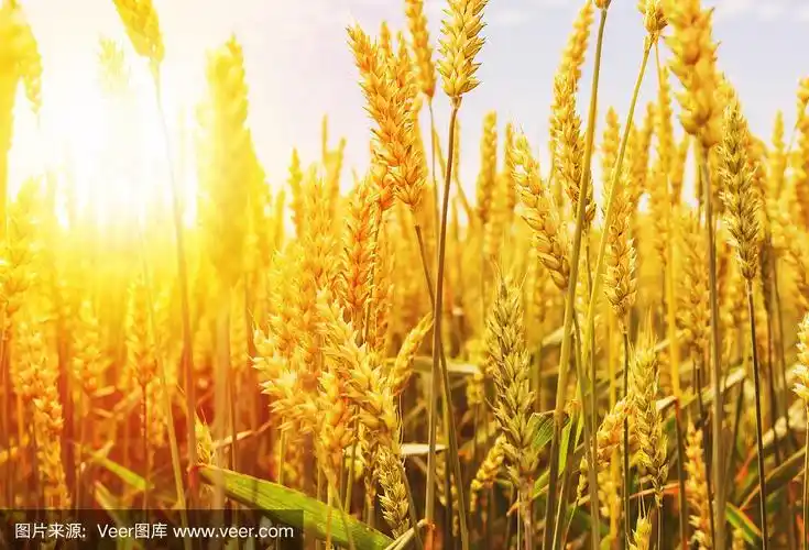 阳光下的乡村风光.草甸麦田成熟穗的背景.
