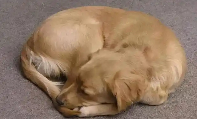 蜷缩成一团睡觉,是狗狗很喜欢的一个睡姿,其实就是裹住小肚子,缩成一