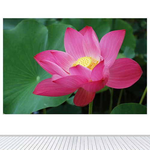 粉色荷花图莲花荷叶海报风景画绿色植物装饰画墙贴自粘挂画可定制