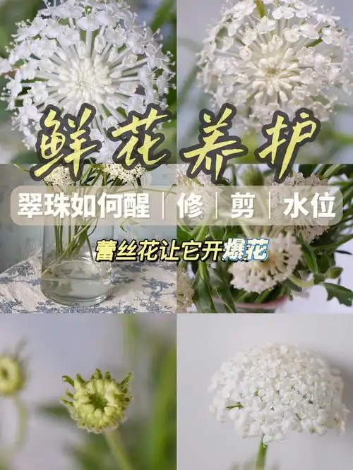 鲜花养护翠珠如何醒修剪水位让它开爆花