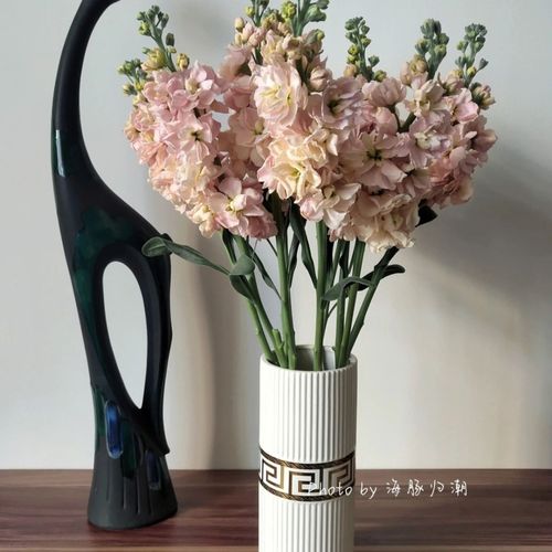 香槟色紫罗兰云南鲜花直发客厅办公室日常插瓶水养节日送人ins花