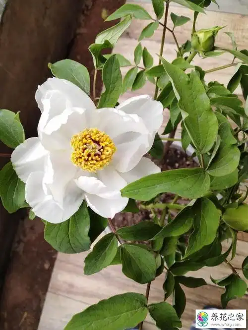 宿迁小白花蔷薇可以嫁接什么花