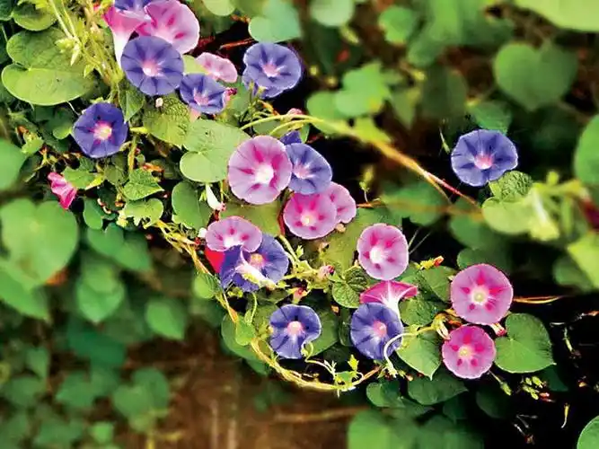 裂叶牵牛花 - garden manage - cuidado de las plantas, jardín de