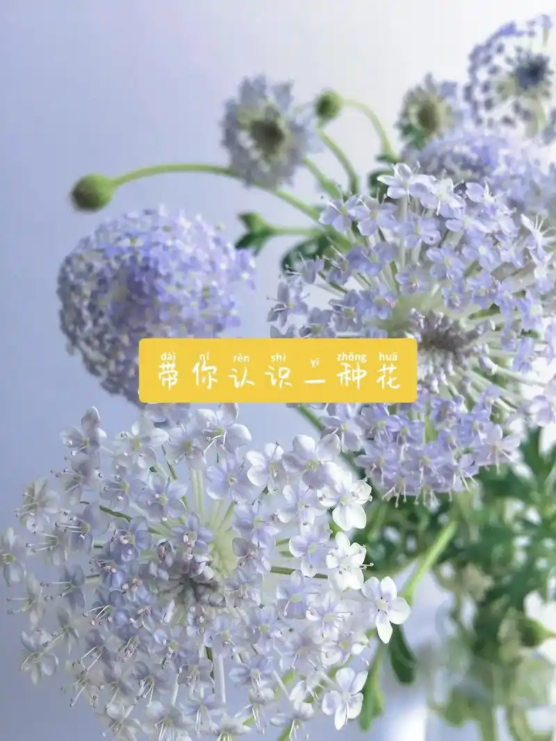 带你每天认识一种花翠珠