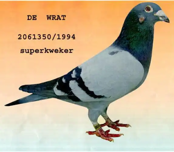 电脑.戈马力绝版020 最佳直子350