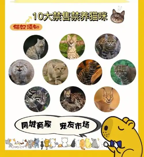 10大禁售禁养的猫咪00