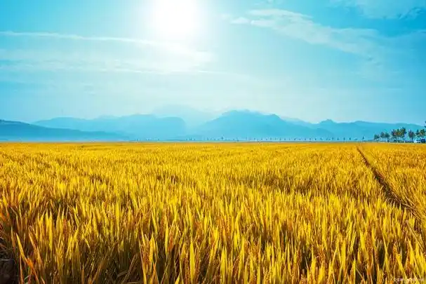 梦见稻谷熟了一片金黄