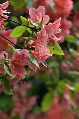 【木本花卉之王:映山红(续)摄影图片】生态摄影_太平洋电脑网摄影部落