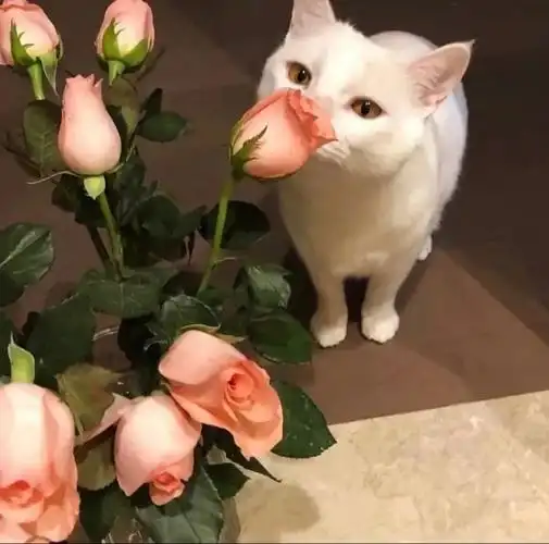 求这样有花花头像tvt