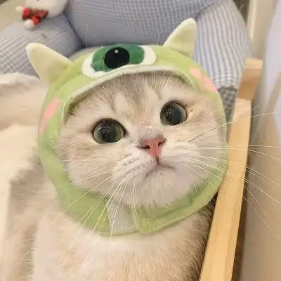 人人喜欢它可爱卖萌猫咪头像,爱小猫的朋友必用,网友拍分享的超