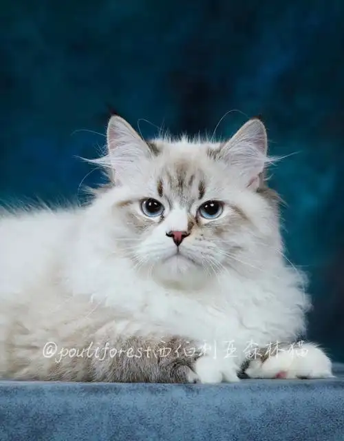 小靓仔西伯利亚森林猫