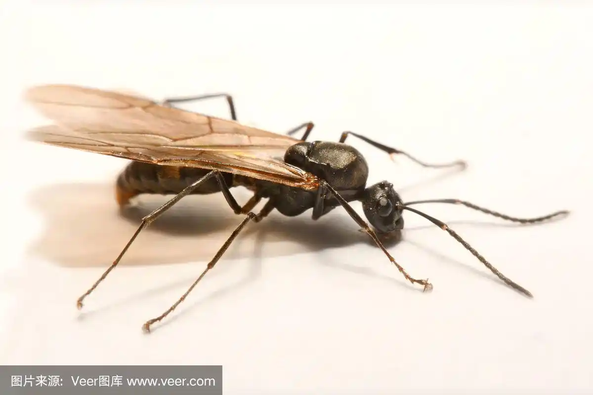 近距离照片翼蚂蚁在一个白色的背景