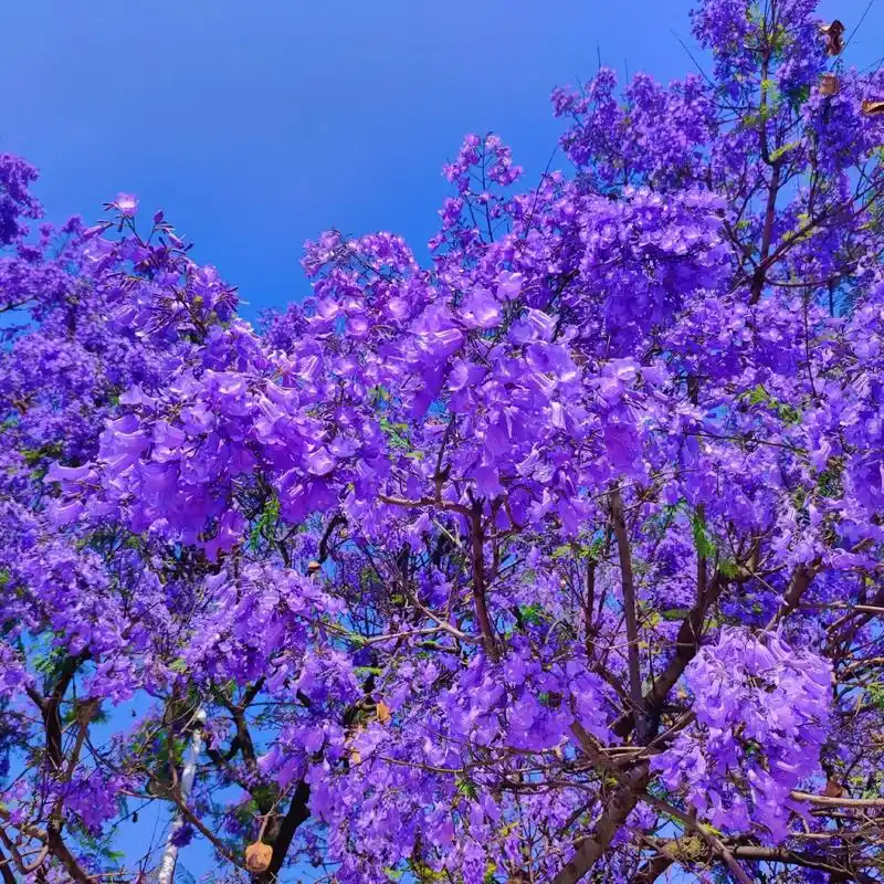 又一年夏天#旧照片 #蓝花楹 - 抖音