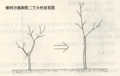 榉树的整形修剪技术