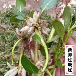 【过江藤】过江藤品牌,价格 - 阿里巴巴