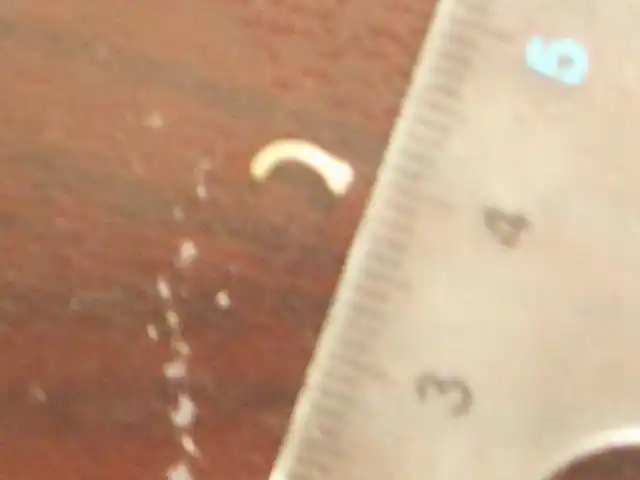 我养猫.发现白色蠕虫