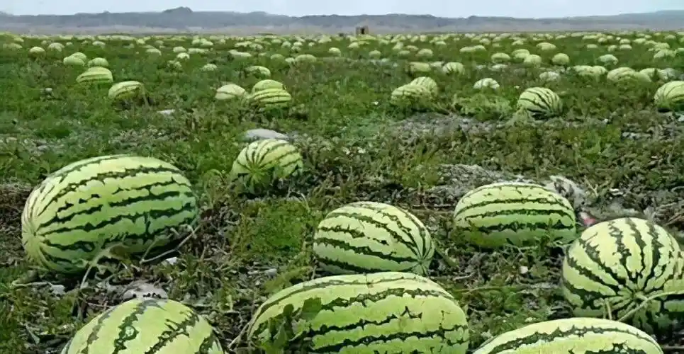 宁夏老汉石头缝里种西瓜,太阳底下暴晒5个月,吃到嘴里甜在心里_鸟儿