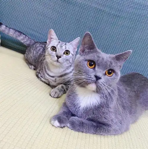 美短蓝白各自找老公要纯种猫猫哈