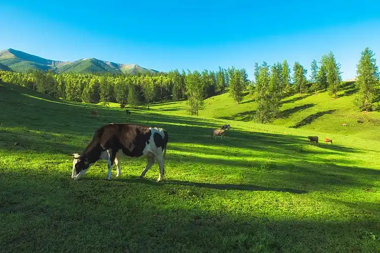 草原牧场下的奶牛图片下载
