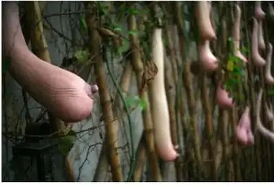 最新历史版本 :越南乳瓜 返回词条