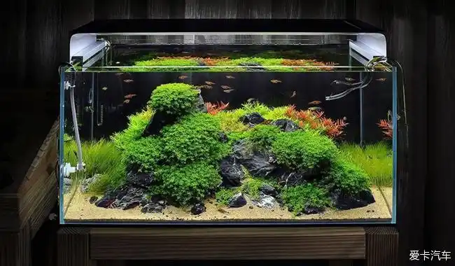 给家里增添一些生机,生态鱼缸以造景让你褪去疲惫-爱卡汽车网论坛