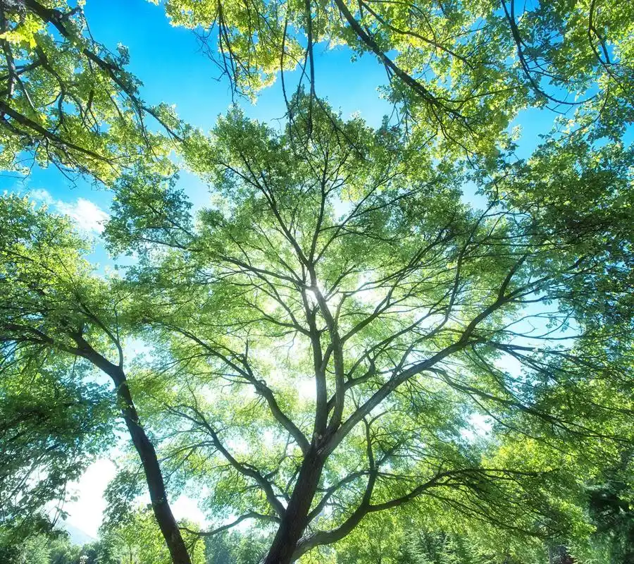 有唯美清新的阳光大树图片吗