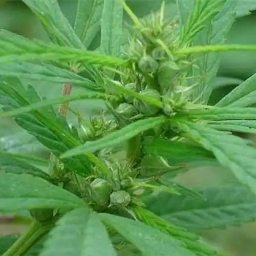 火麻仁盆栽室内苗花卉阳台花观花植物