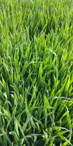 一起来看看:梨花快败了,麦苗也绿了!这个假期,你回家了吗?看梨花了吗?