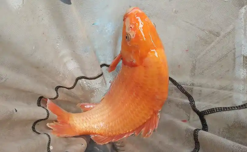 三四十人围团垂钓只为求一条大红鱼