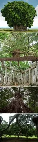 【世界上树冠最大的树】孟加拉榕树是世界上树冠最大的树,据说最大的