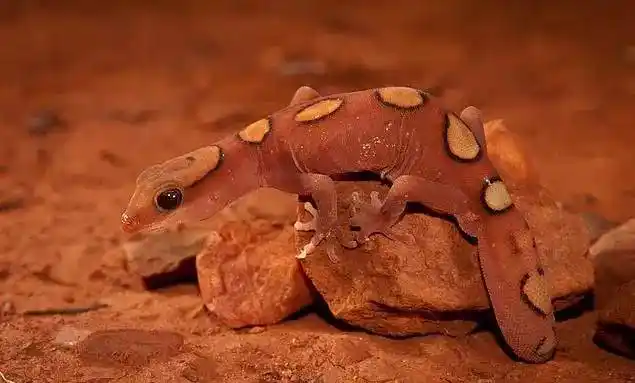 美丽澳虎 diplodactylus pulcher 市场俗称:美丽珠宝守宫