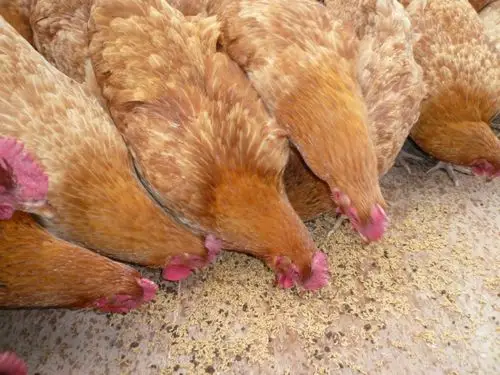 本社虫子鸡正宗,用蝇蛆及五谷杂粮喂养,欢迎采购!