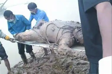 图片[1]-卡密网_小老弟网站_qq账号购买平台低价-115资源网