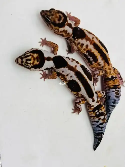 花纹很漂亮的奶牛肥尾守宫