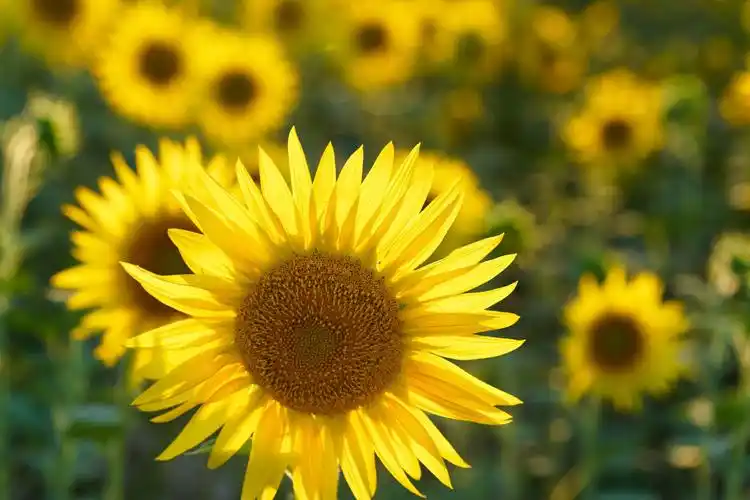 夏天里,朵朵灿烂的向阳花