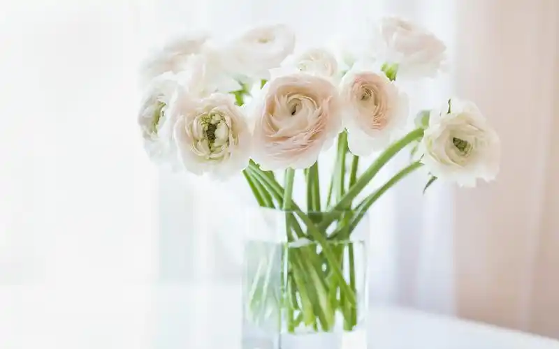 wallpaper ranunculus flowers, vase, bokeh 3840x21
