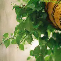 微信头像唯美女背影半侧脸点击鼠标右键下载