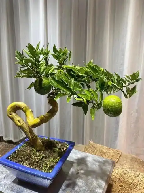 八房柑 名贵树种之一