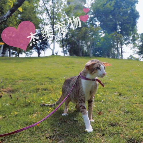 东方短毛猫低敏猫大耳朵猫飞机耳猫现代暹罗猫纯种带证书活体直发